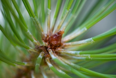 Pinus nigra - borovice černá - pupen